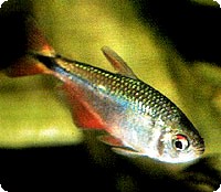 BUENOS AIRES TETRA - LARGE - QUANTITY OF 12